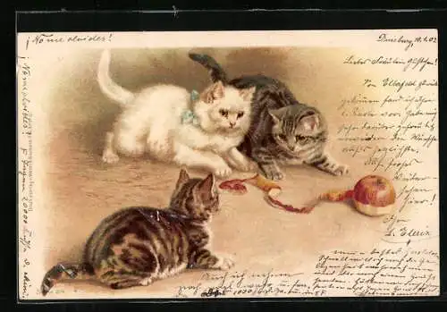 Künstler-AK Katzen beim Spielen mit einem Apfel