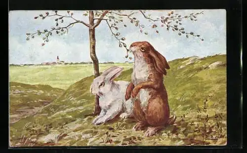 AK Zwei Hasen auf einem Feld im Frühling