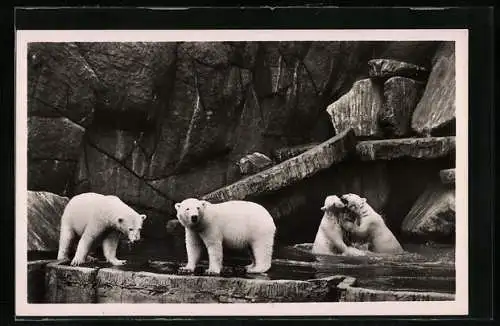 AK Hamburg, Hagenbecks Tierpark, Eisbärengehege