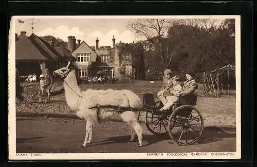 AK Chessington, Surrey`s Zoological Gardens, Llama Rides