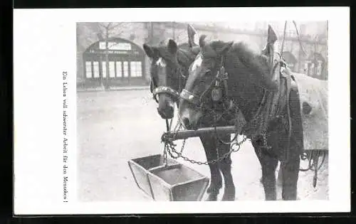 AK Arbeitspferde-Gespann, Tierschutz