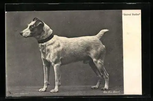 AK On the Alert, Portrait