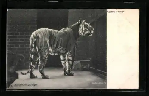 AK A Royal Bengal Tiger, Portrait