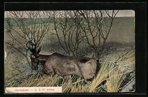 AK D.S.W Afrika, Hartebest, Antilope in freier Wildbahn