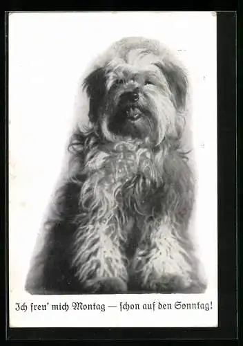 AK Russischer Steppenhund