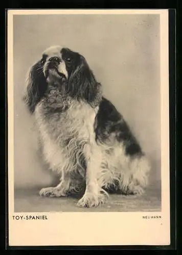 AK Toy-Spaniel mit erwartungsvollem Blick