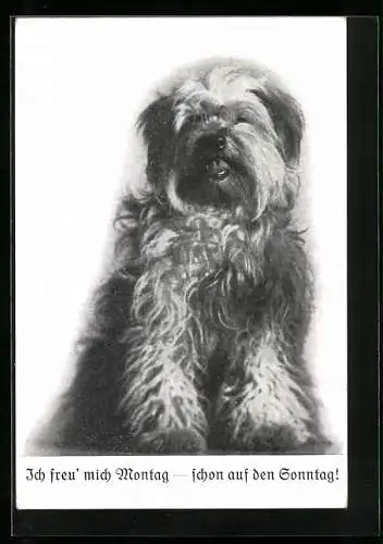 AK Russischer Steppenhund