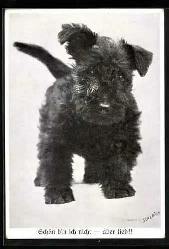 AK kleiner schwarzer Terrier