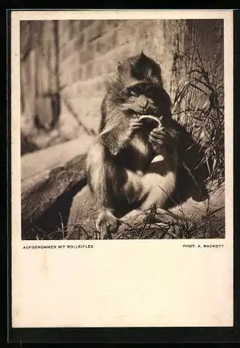 AK Affe beim Fressen