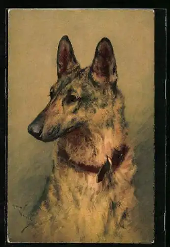 Künstler-AK wunderschöner Kurzhaar-Schäferhund mit Lederhalsband