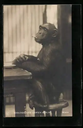 AK Schimpanse Missi raucht eine Zigarette