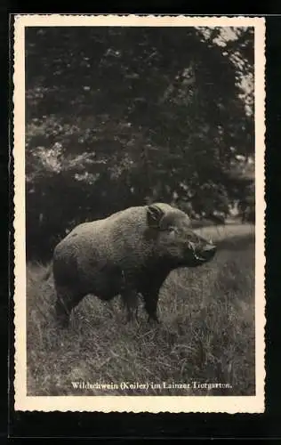 AK Wilder Keiler im Lainzer Tiergarten