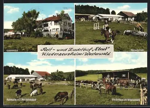 AK Niederzeuzheim /Westerwald, Gästehaus, Springplatz, Reithalle mit Pferdekoppel, Blockhaus im Westernstil