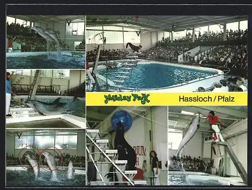 AK Hassloch /Pfalz, Delphin- und Robben-Show im Holiday-Park