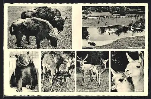 AK Jaderberg, Tiergarten, Restaurant Pundts Ausflugslokal, Wisente, Rothirsche, Lamas, Stelzvogelwiese