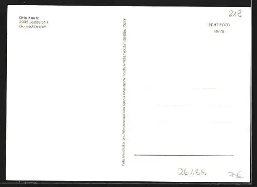 AK Jeddeloh I i. Oldb., Ziegelei, Ehrenmal und Geschäftshaus Knutz