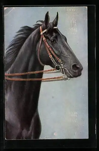 AK schwarzes Pferd mit Zügeln