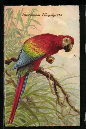 AK Papagei auf einem Zweig, Pfingstgruss