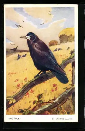 Künstler-AK sign. Winifred Austen: The Rock, Andenklippenvogel auf einem Holzzaun sitzend