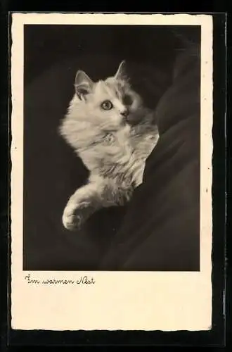 AK Weisse Katze im warmen Nest