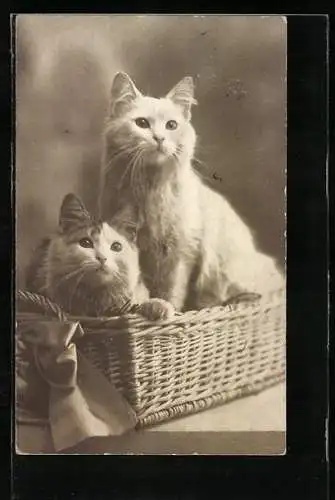 AK Zwei junge Katzen in einem Weidenkorb