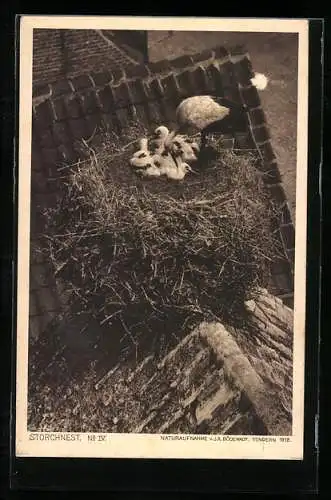 AK Junge Störche mit Mutter im Nest