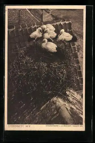 AK Störche im Nest auf einem Dachgiebel