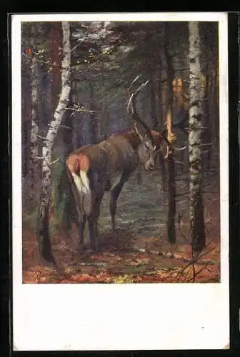 AK Ein Hirsch verschwindet in der Dunkelheit des Waldes