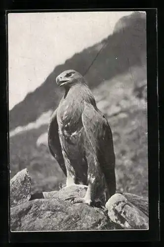 AK Greifvogel auf einem Felsen