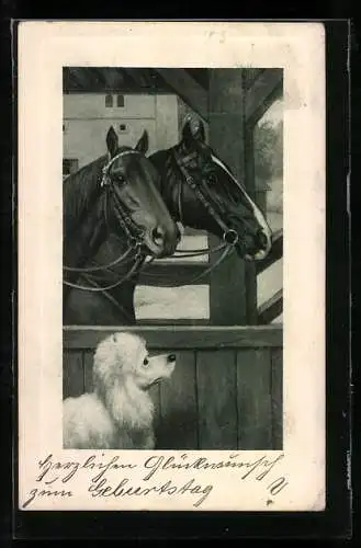 AK Pferde im Stall, Pudel