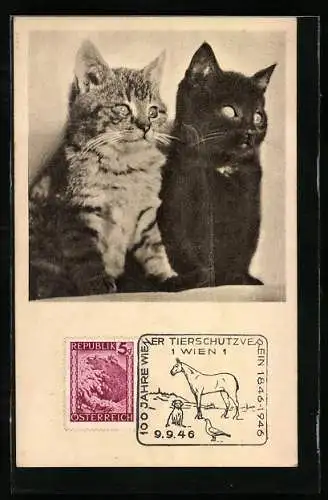AK Junge Katzen, Tierschutzverein Wien