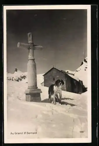AK Grand St. Bernard, Bernhardiner an einem Steinkreuz im Schnee