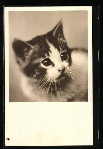 AK Junge Katze, Vereinigung der Vivisektionsgegner Wien