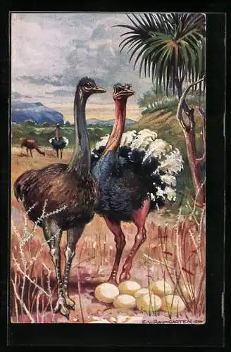 AK Strausse mit Nest in Südwestafrika