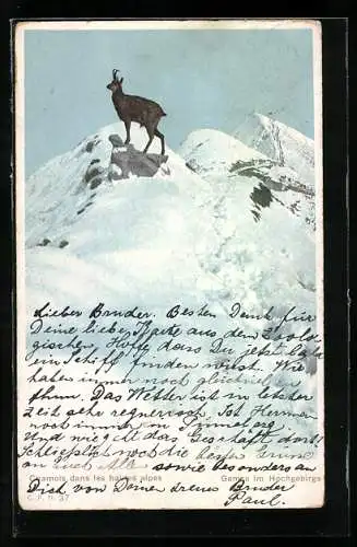 AK Bergziege auf einem Gipfel im Schnee