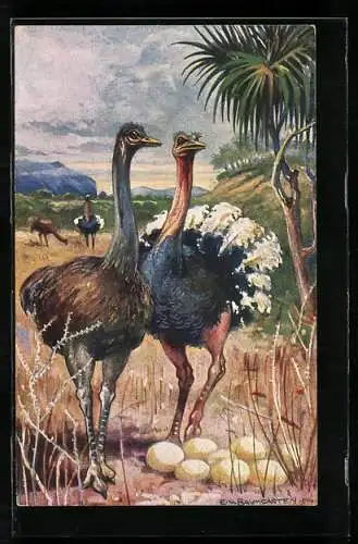 AK Strausse mit Nest in Südwestafrika