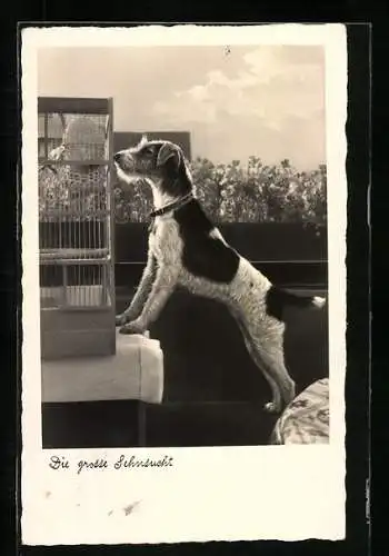AK Terrier steht vor einem Vogelkäfig