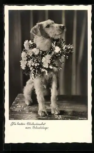 AK Terrier mit Blumenkranz, Geburtstagsgruss