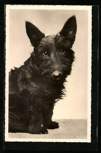 AK Kleiner Scotchterrier mit treuem Blick