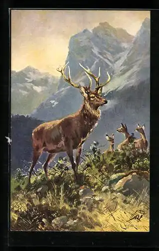 AK Hirsch im Hochgebirge