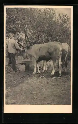 Foto-AK Meisenbach /Eifel, Bauer mit Ochsen an der Tränke