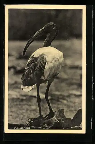AK Heiliger Ibis