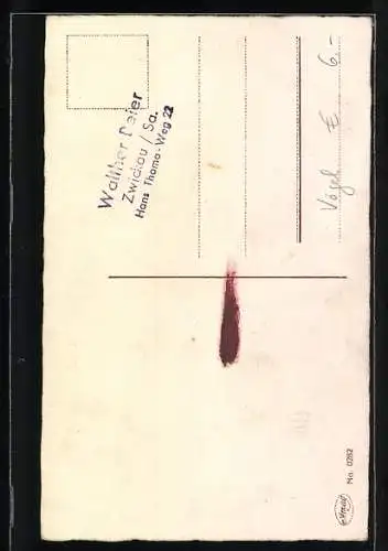 AK Papagei frisst Beeren von einem Baum