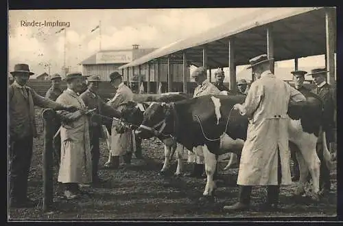 AK Hannover, Wanderausstellung d. Dt. Landwirtschaftsgesellschaft 1914, Tierarzt bei der Rinder-Impfung