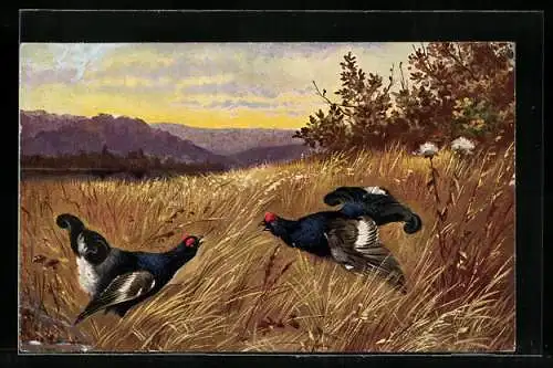 Künstler-AK Alfred Schönian: Auerhähne auf einer Wiese