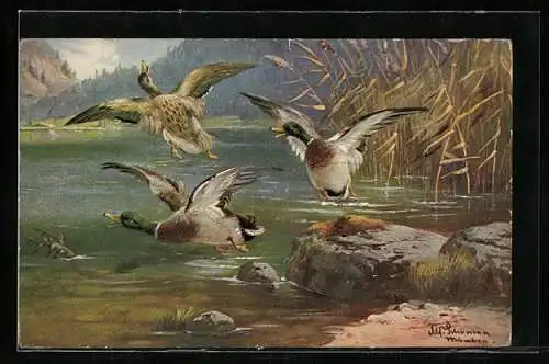 Künstler-AK Alfred Schönian: Zwei Erpel auf Balz um eine schöne Entendame im Schilf