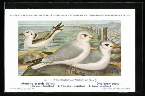 Künstler-AK Hubert Dupond: Musée Royal d'Histoire Naturelle de Belgique, Vogel-Serie: Drieteenmeeuw