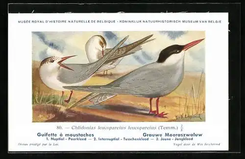 Künstler-AK Hubert Dupond: Weissbart-Seeschwalben am Meer