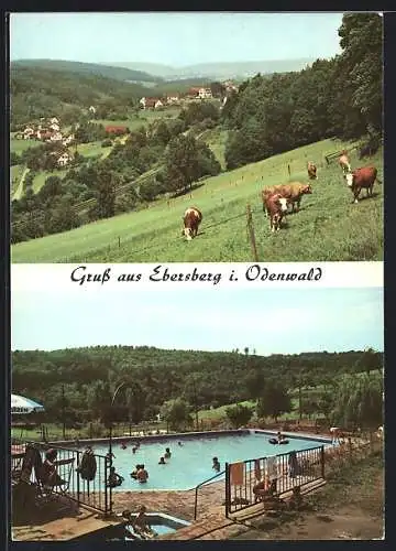 AK Ebersberg i. Odenwald, Weidende Kühe, Menschen im Freibad