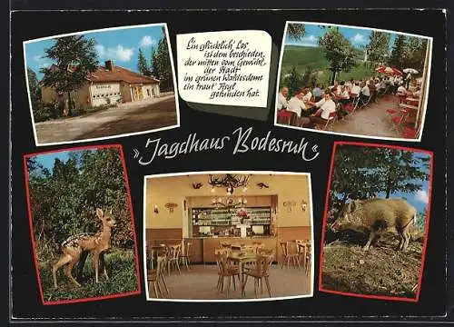 AK Bodesruh üb. Bebra, Das Gasthaus Jagdhaus Bodesruh, mit Innenansicht und Terrasse, Rehkitz und Wildschwein